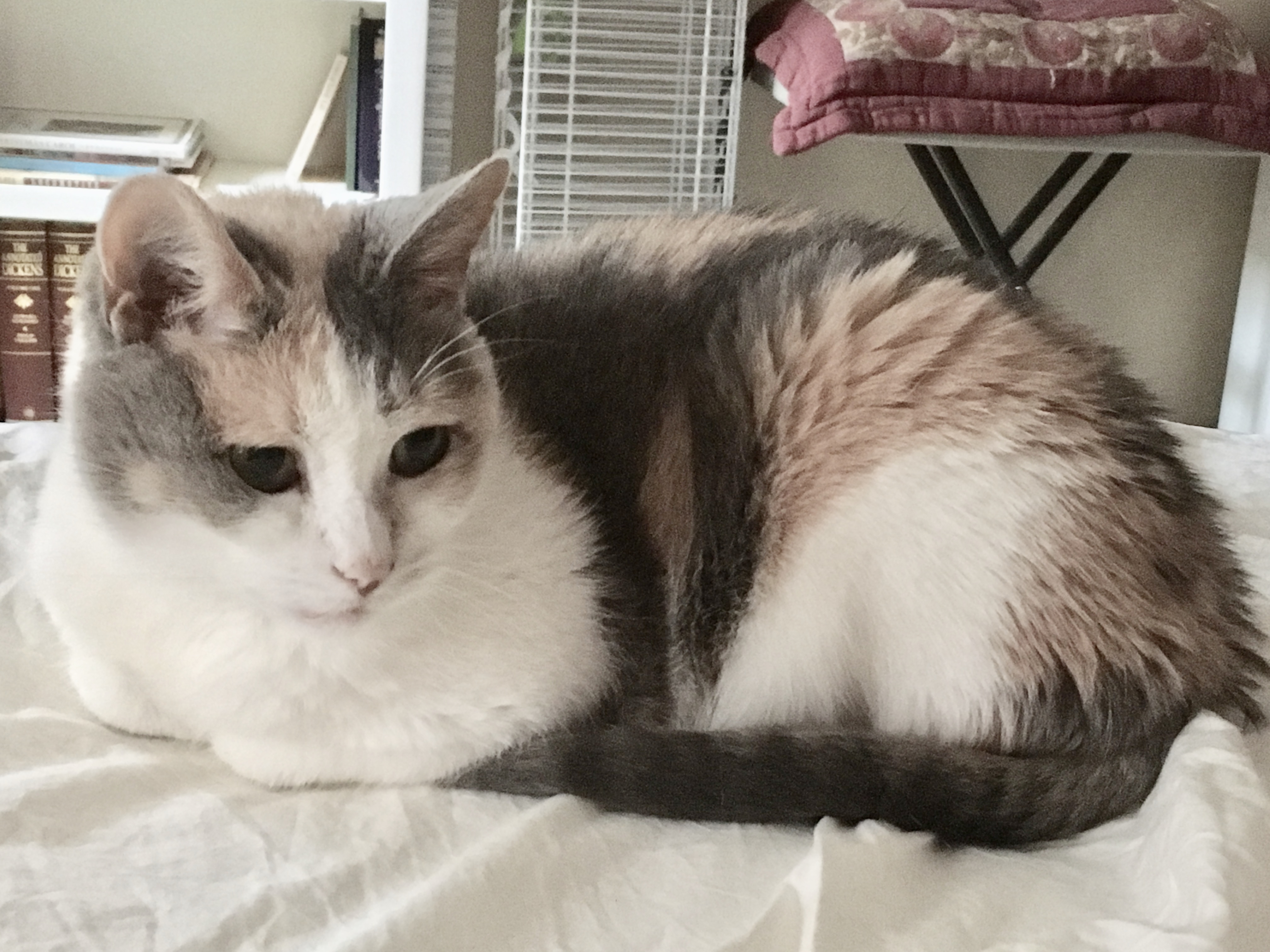 Tippi came into our home shy, depressed, and angry all at once.