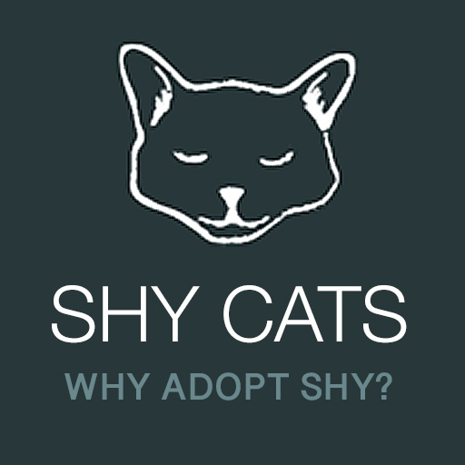 All about adopting shy cats