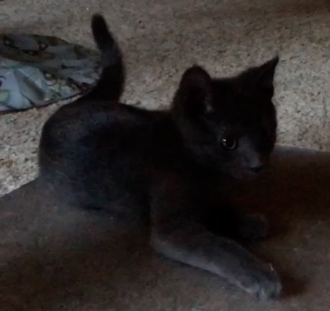 Rye, a kitten who was once shy