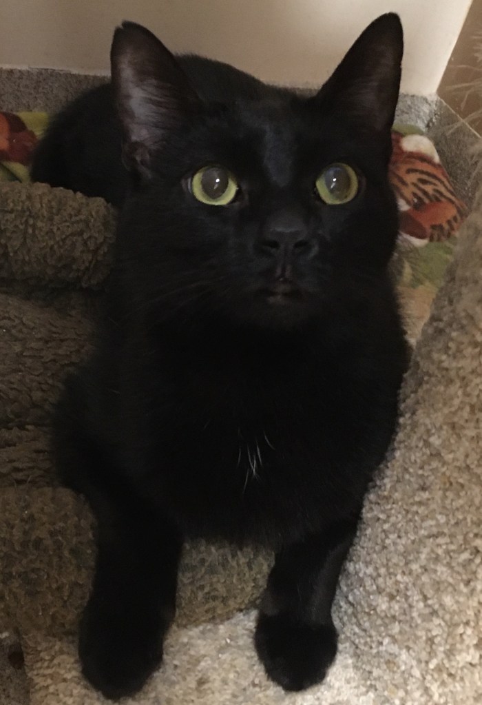 Phillip, adopted and no longer shy.